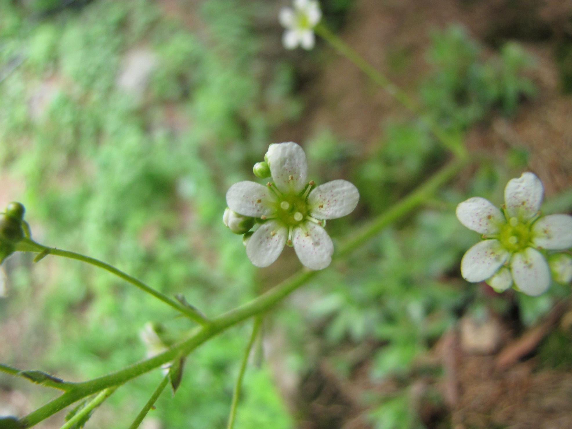 Saxifraga hostii  / Sassifraga di Host